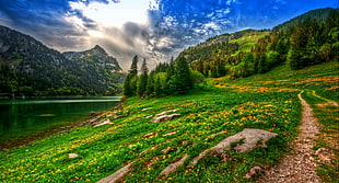 green grass field, nature, landscape, lake, mountains HD wallpaper