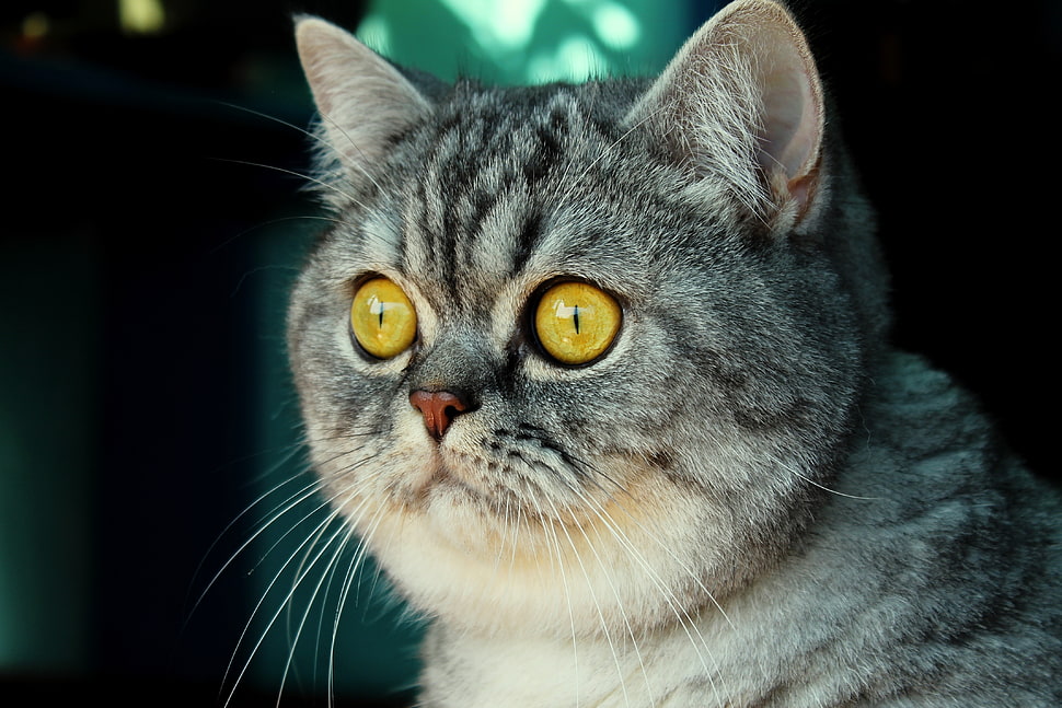 gray short coat cat HD wallpaper