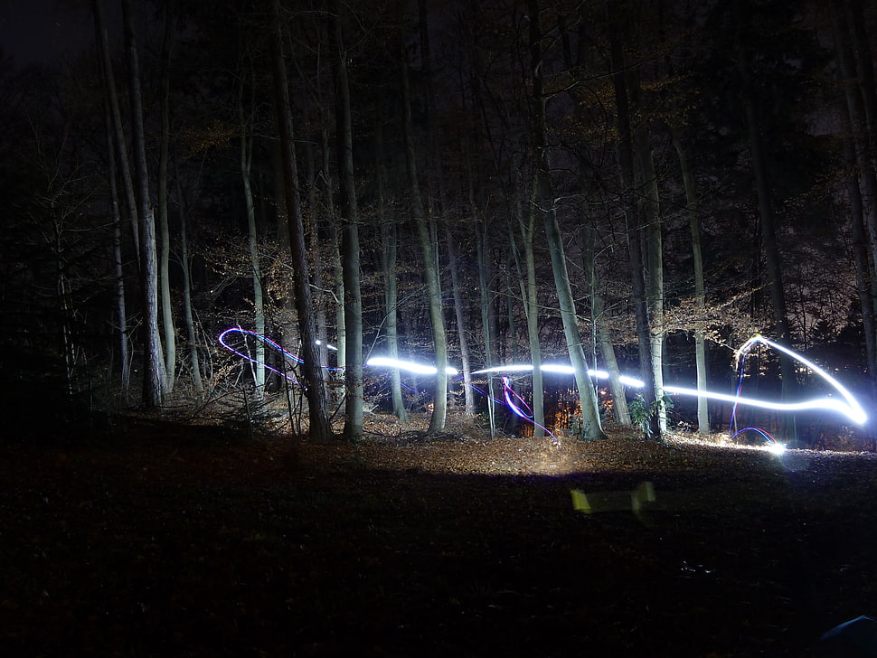 gray trees, long exposure, quadcopter, forest, fall HD wallpaper