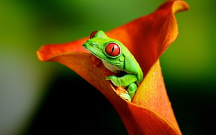 green red-eye frog, animals, frog, flowers, amphibian