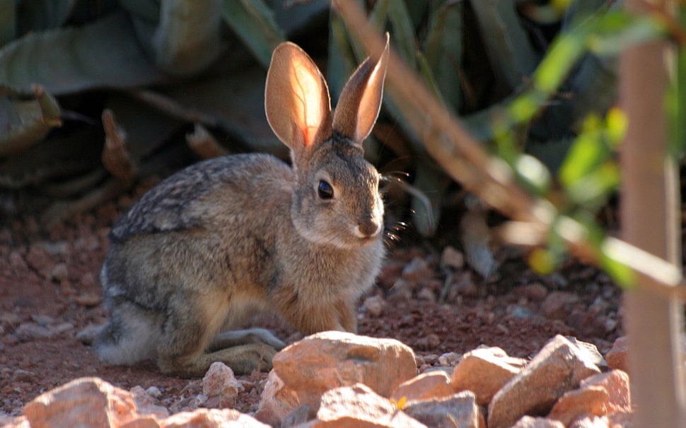 brown rabbit HD wallpaper