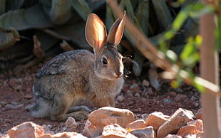 brown rabbit