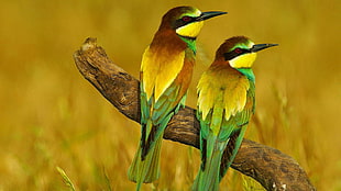 two green-and-yellow birds, nature, animals, birds, bee-eaters