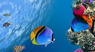 blue and orange fishes under the coral reef HD wallpaper