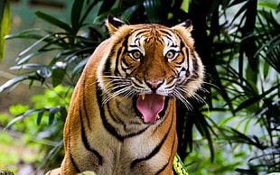 tiger during daytime HD wallpaper
