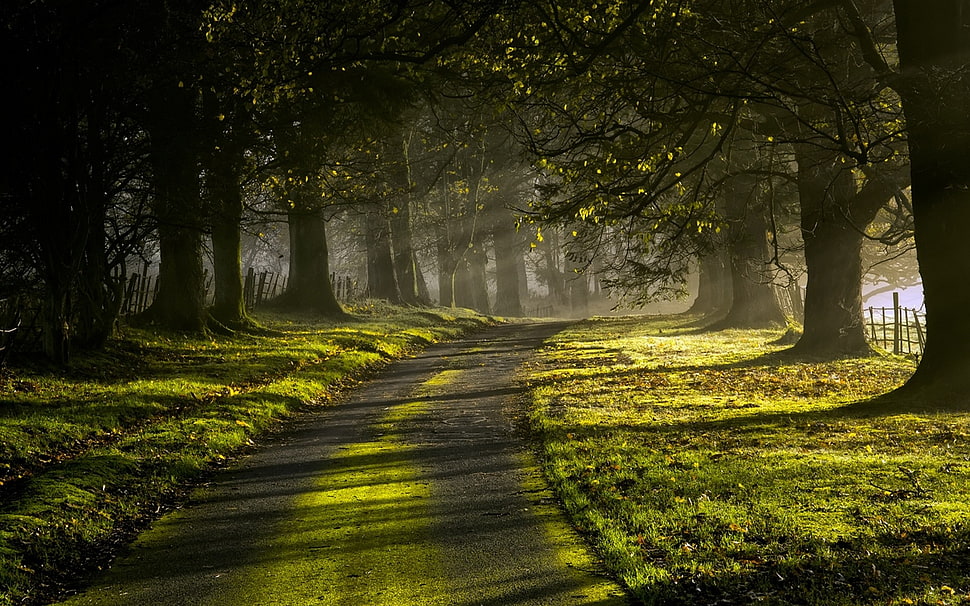green grass field near tree HD wallpaper