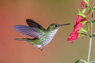 hovering green and white Hummingbird with red flower