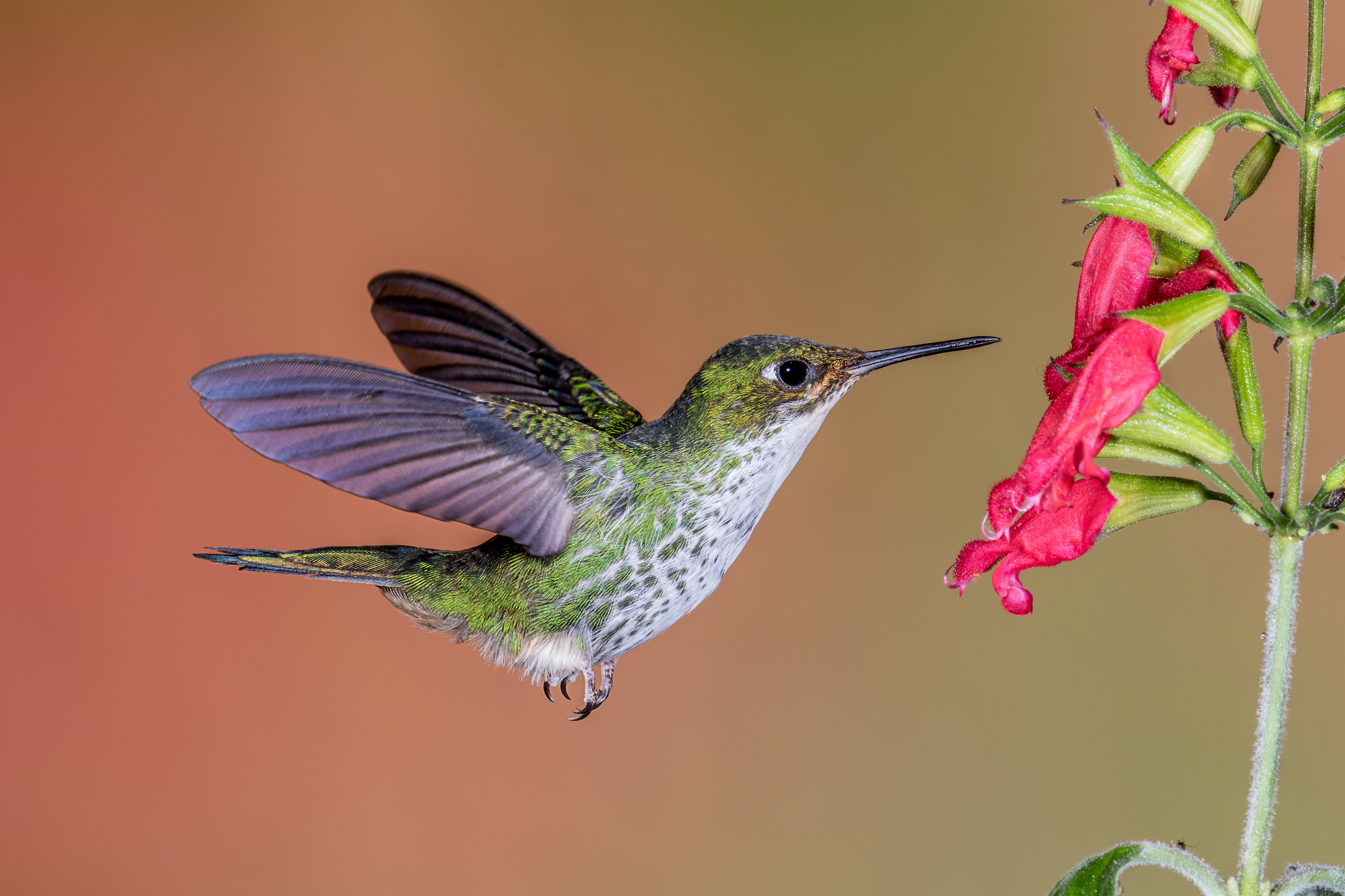 hovering green and white Hummingbird with red flower.