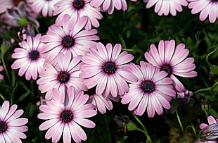 pink-and-white flowers