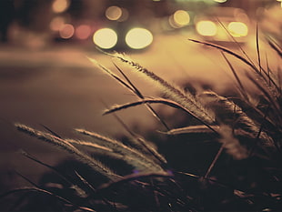 selective focus photography of brown grass