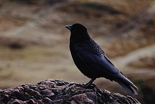 black bird, Raven, Bird, Black