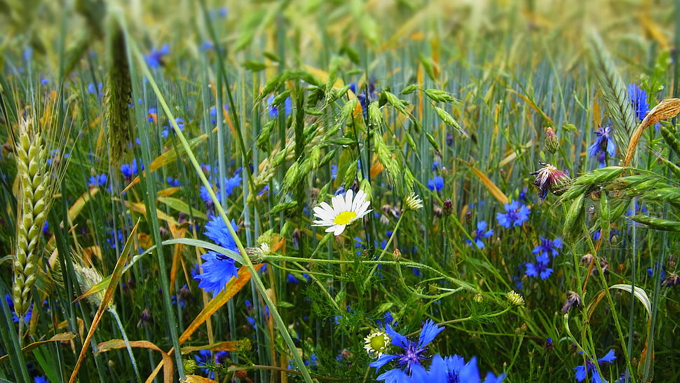 blue and white petaled flower field HD wallpaper
