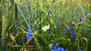 blue and white petaled flower field