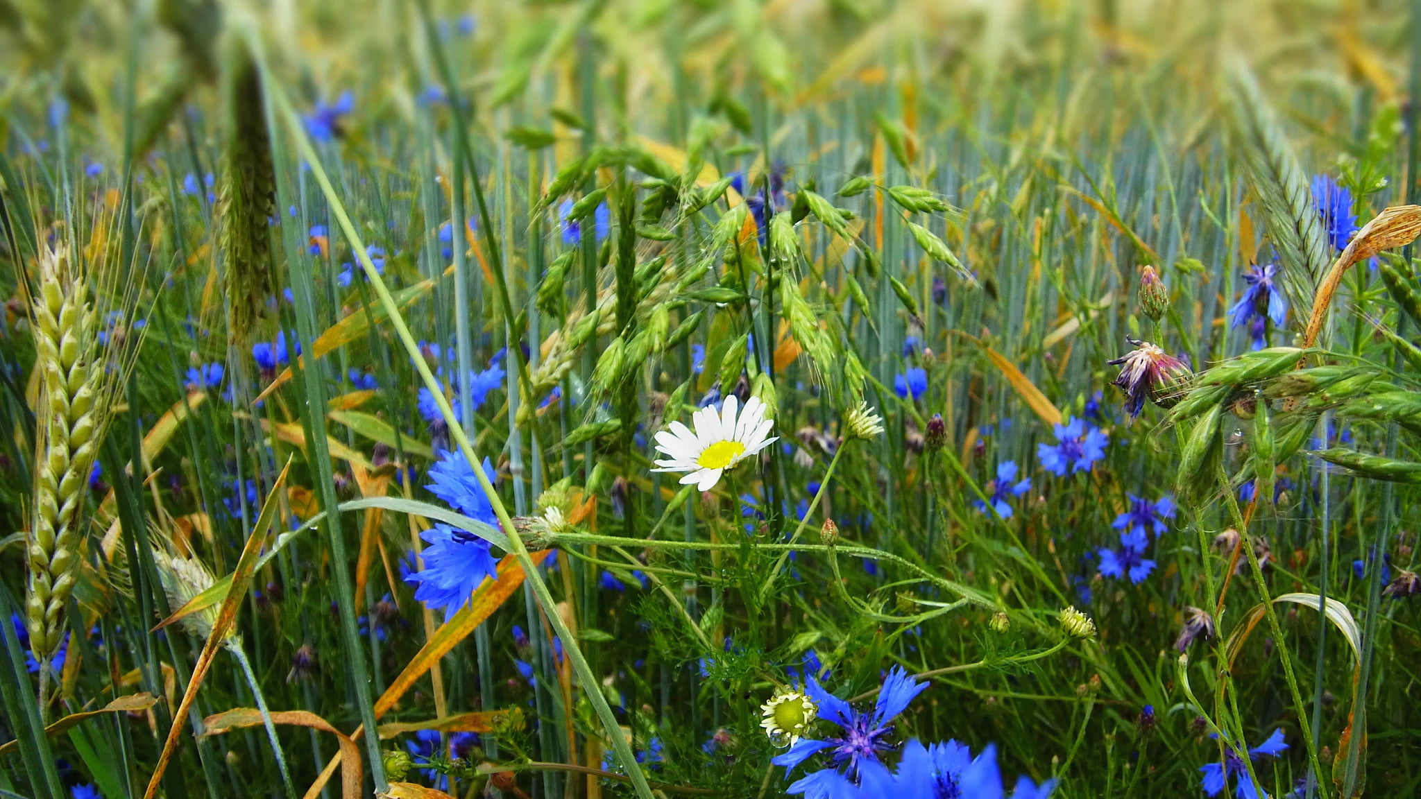 blue and white petaled flower field