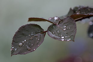 close-up photography of water drops on green leaf