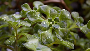 close-up photography of green leaf plant