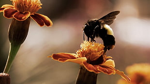 close-up photography of black bee on flower