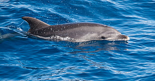 gray dolphin in body of water