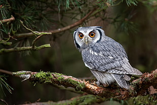 depth of field photography of gray and black owl perching on tree branch