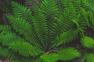 green fern plant, Leaves, Plant, Green