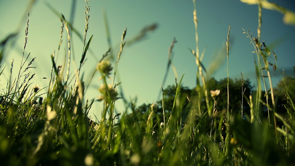 green leafed plant HD wallpaper