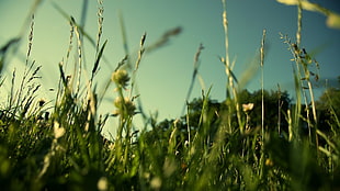 green leafed plant