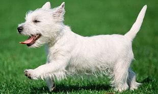 West Highland White Terrier puppy HD wallpaper