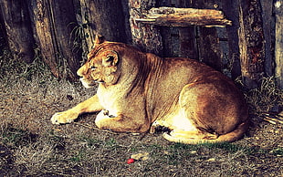 lioness painting
