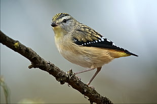 selective focus wildlife photography of short-beak bird perching on branch, spotted pardalote