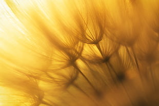 close-up photography of yellow dandelion HD wallpaper