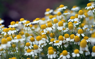 white and yellow daisy flower garden