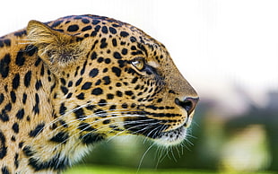 selective focus photography of black and yellow leopard