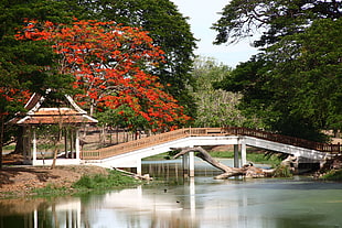 white and brown wooden bridge beside orange-leaf tree at daytime