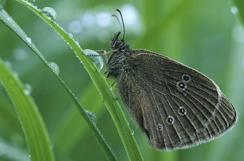 macro photo of brown Gatekeeper Butterfly on green plant HD wallpaper