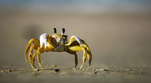 tilt-shift lens photography of yellow crab on shore