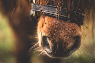 Horse,  Nose,  Close-up HD wallpaper