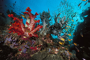 school of fishes near grey and red corals