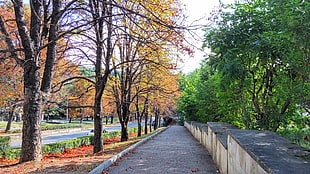 green leafed tree, fall, street, trees, Kislovodsk