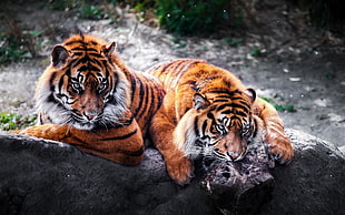 two orange tigers, tiger, animals