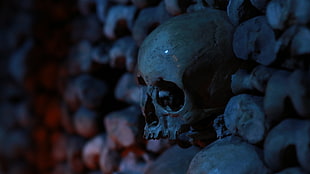 human skull, skull, bones, depth of field, dark HD wallpaper