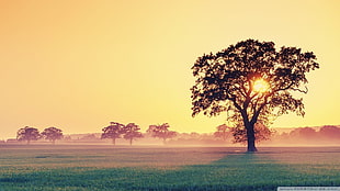 tree on grass field digital wallpaper, trees