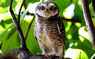 white and brown owl, birds, owl