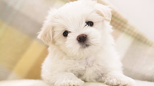 white Maltese puppy HD wallpaper