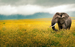 gray elephant, elephant, flowers, yellow, clouds
