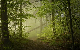 green forest, nature, landscape, mist, forest HD wallpaper