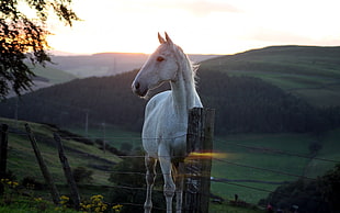 white horse under the sunrise