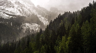 snow covered mountain near pine trees at daytime, nature, forest, mountains