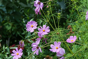 macro photography of purple Daisy