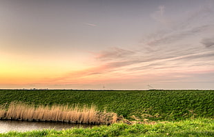 green grass field during sunset HD wallpaper