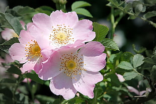 three pink 5-petaled flowers